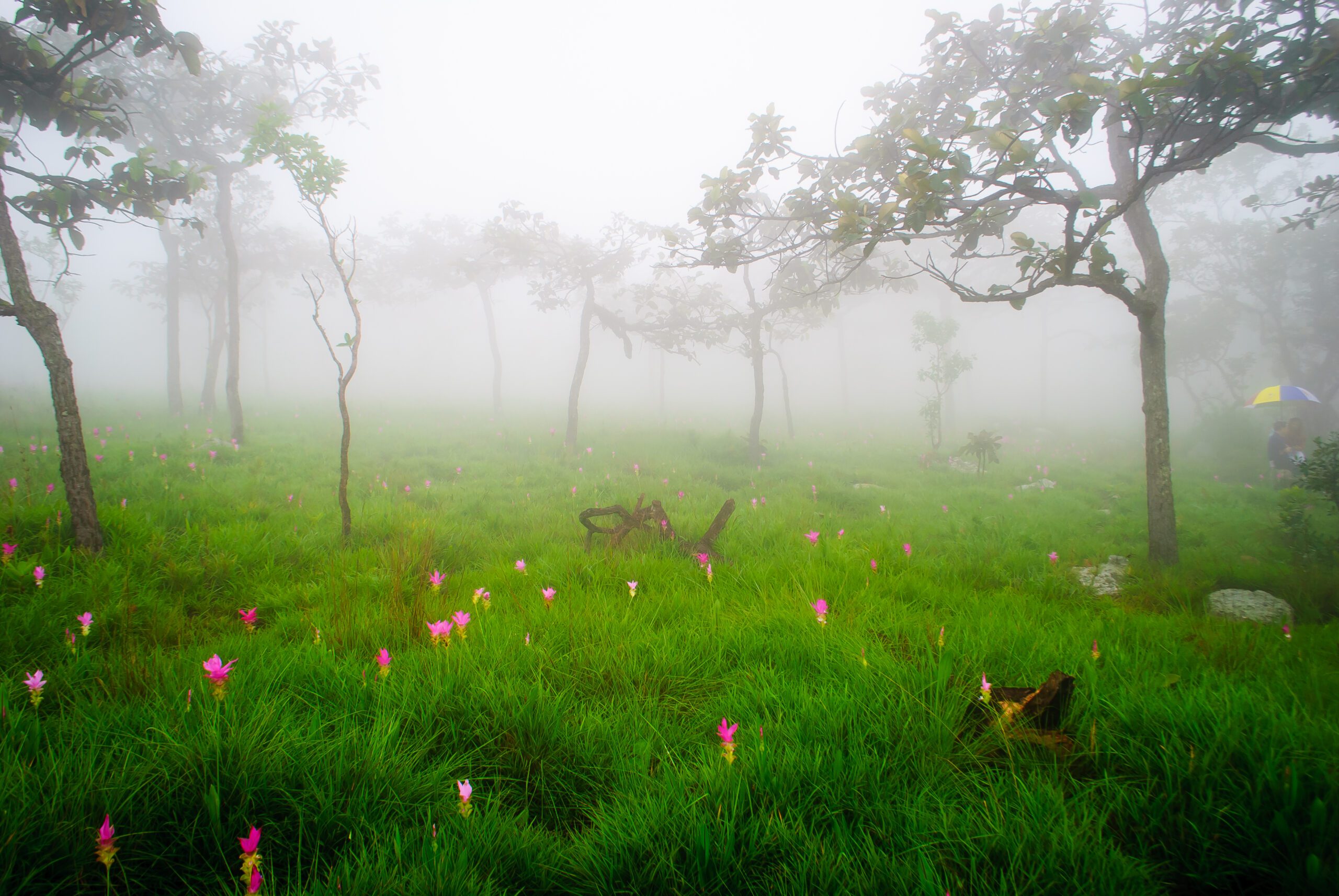 Chaiyaphum: The Pink Flower Fields of Isan – 2-Day Private Tour
