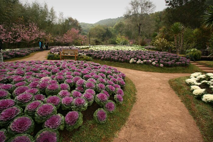 Chiang Mai & Doi Ang Khang: Misty Highlands – 3-Day Private Tour