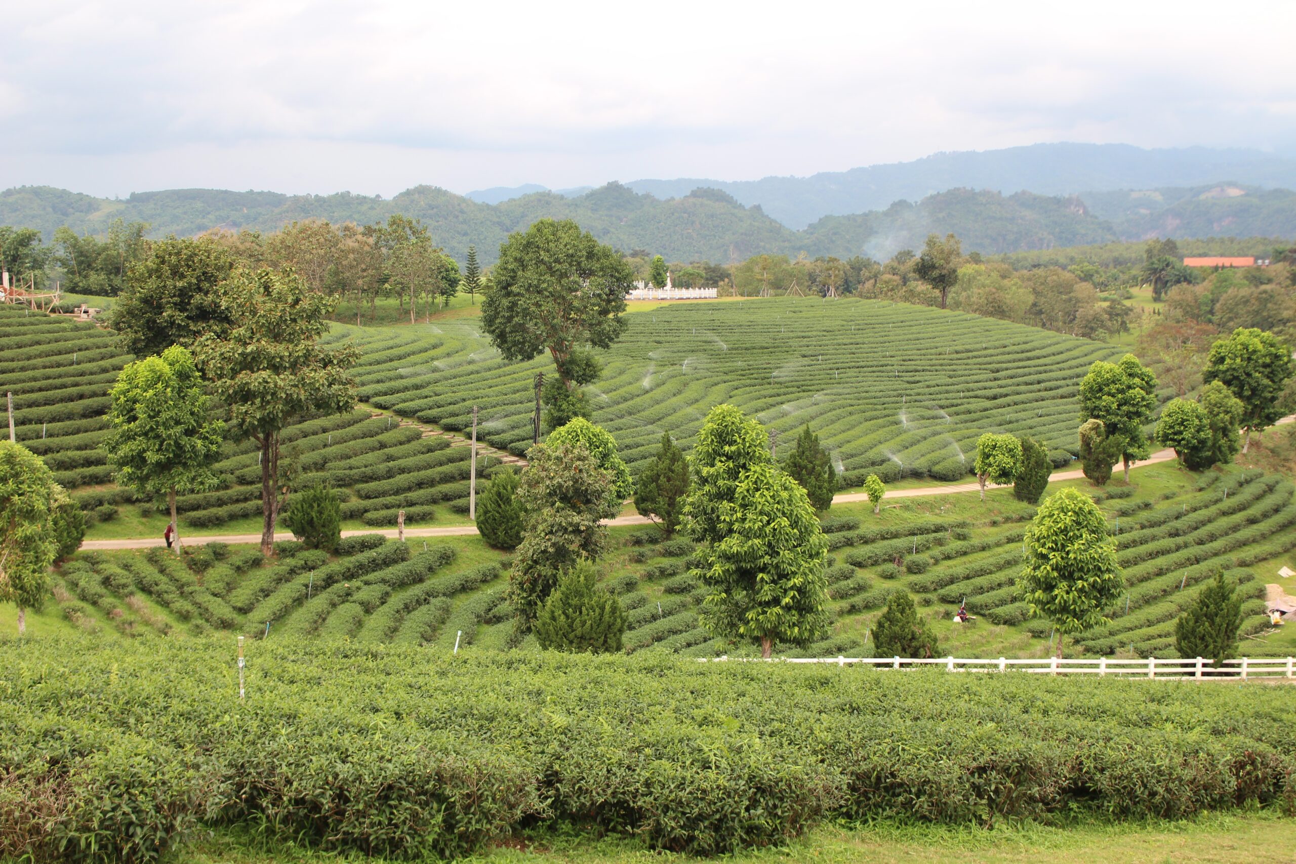 Chiang Rai: Craft, Tea & Living Art