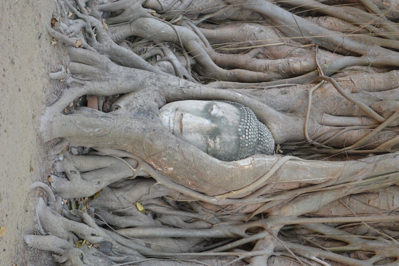Buddha head in tree roots, Wat Mahathat, Ayutthaya