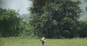Green rice field in the rural Isan countryside, Northeast Thailand