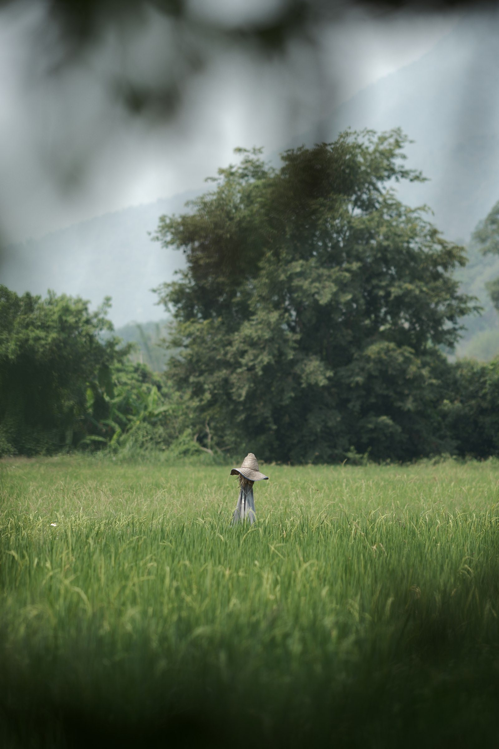 Green rice field in the rural Isan countryside, Northeast Thailand