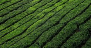 Rows of tea bushes on a terraced hillside in Northern Thailand
