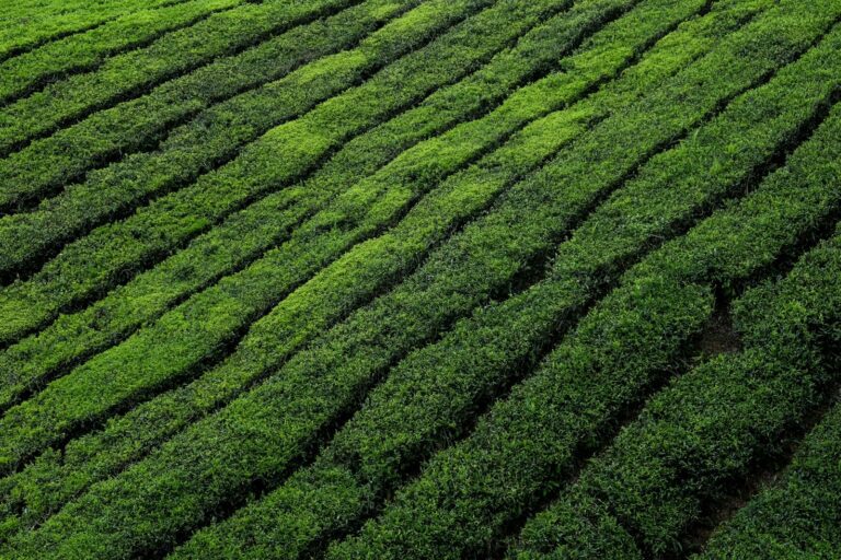 Northern Thailand Tea Plantations: Doi Wawee, Mae Salong & Beyond