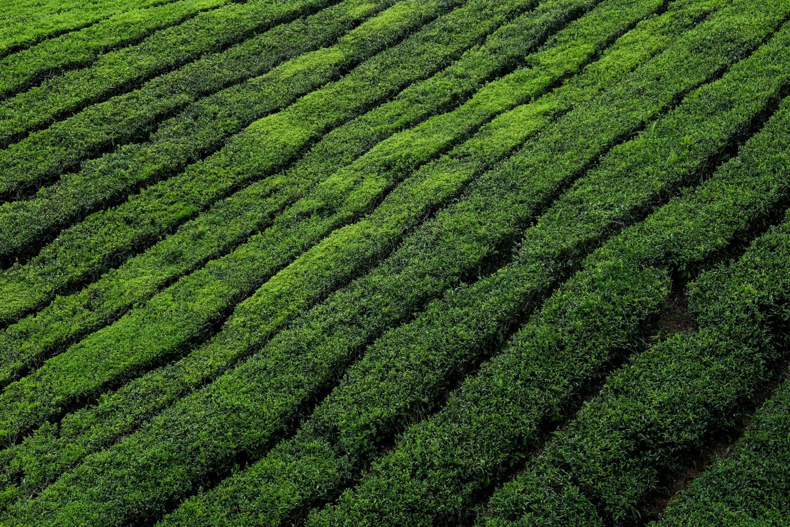 Northern Thailand Tea Plantations: Doi Wawee, Mae Salong & Beyond