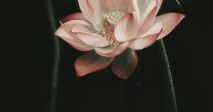 Pink lotus flower in bloom, Red Lotus Sea, Udon Thani, Thailand