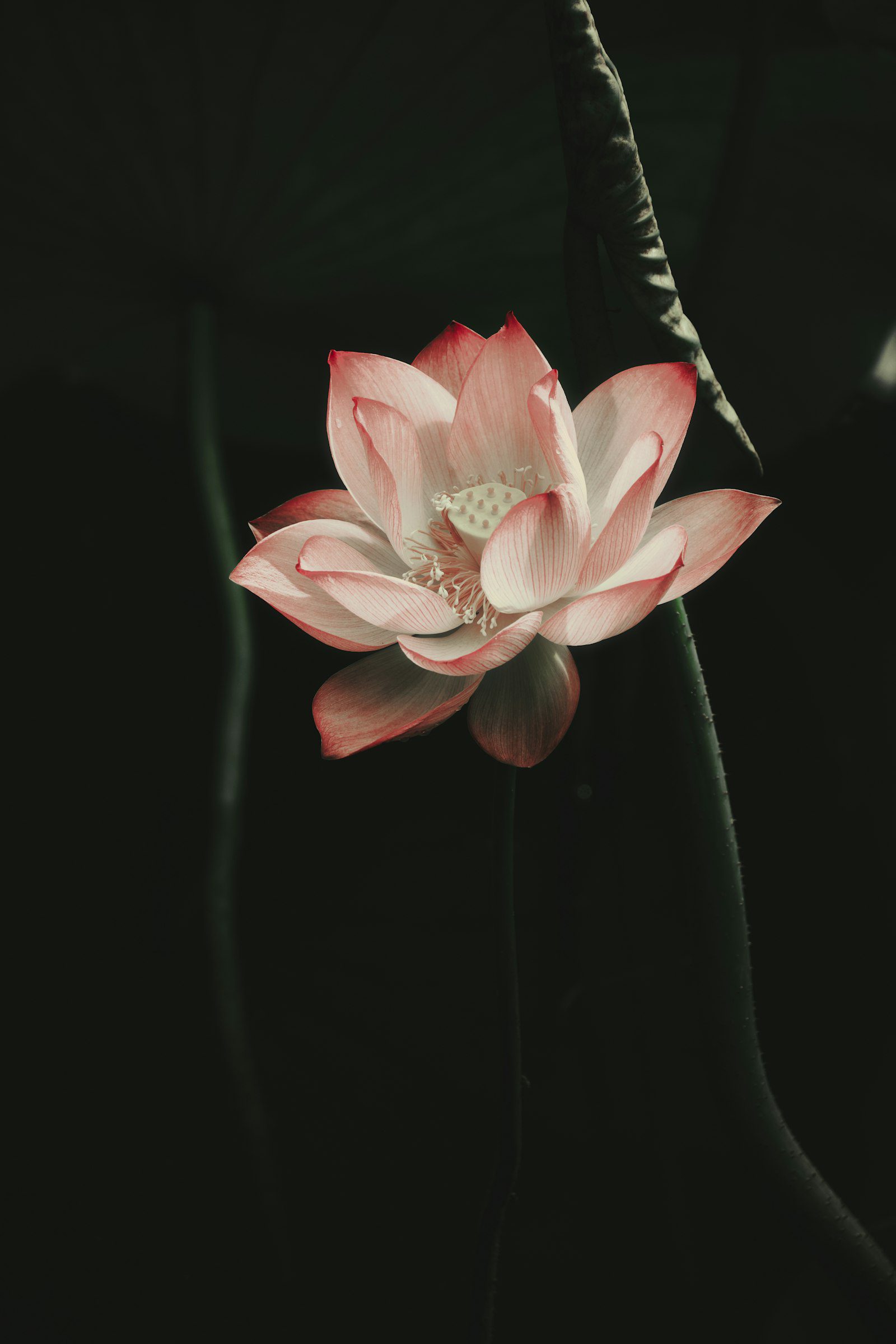 Pink lotus flower in bloom, Red Lotus Sea, Udon Thani, Thailand