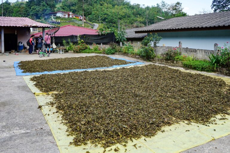 Thailand Farm Stay Tour: Chiang Rai–Nan–Phayao — a 3-Day Itinerary